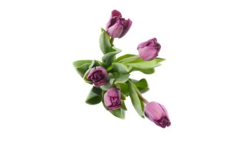 Set of five different color tulips isolated on white background Stock Photos