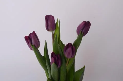 Set of five different color tulips isolated on white background Stock Photos