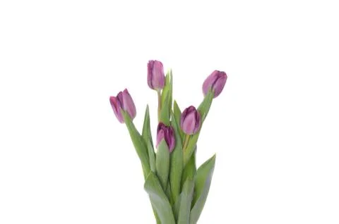 Set of five different color tulips isolated on white background Stock Photos