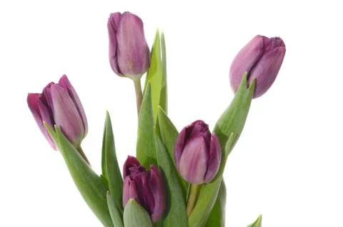 Set of five different color tulips isolated on white background Stock Photos
