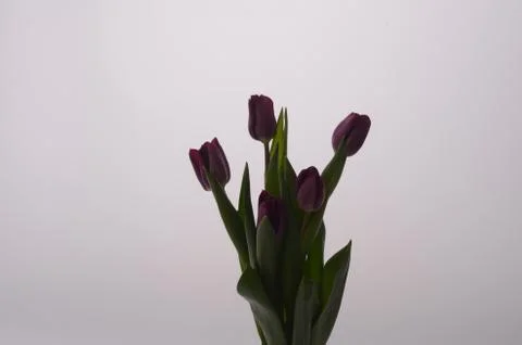 Set of five different color tulips isolated on white background Stock Photos