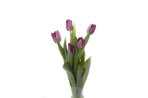 Set of five different color tulips isolated on white background Stock Photos