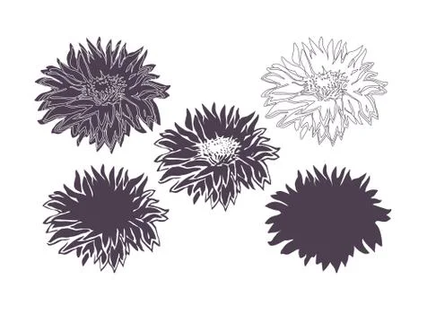 Set of five full bloom Flowers Chrysanthemum isolated on white. Stock Illustration