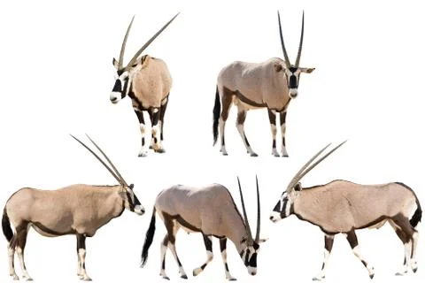 Set of five gemsbok in different posing isolated on white backgr Stock Photos