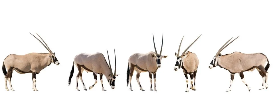 Set of five gemsbok in different posing isolated on white backgr Stock Photos