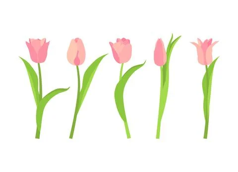 Set of five pink tulips. Vector illustration on a white background. イラスト素材