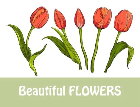 Set of five red tulips, isolated on white background Stock Illustration