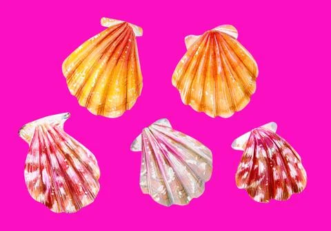 A set of five sea scallops. Summer season. Stock Illustration