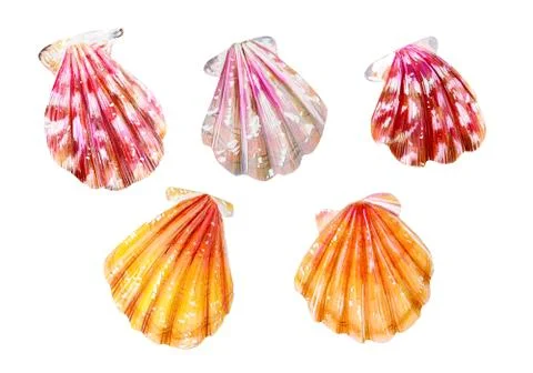 A set of five sea scallops. Summer season. Stock Illustration