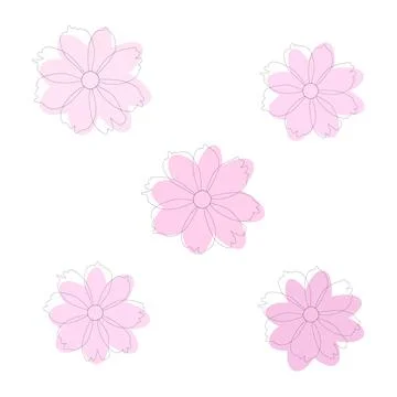 A set of five soft pink cosmos flowers. Vector, white background. イラスト素材