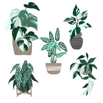 Set of five variegated house plants in pots Stock Illustration