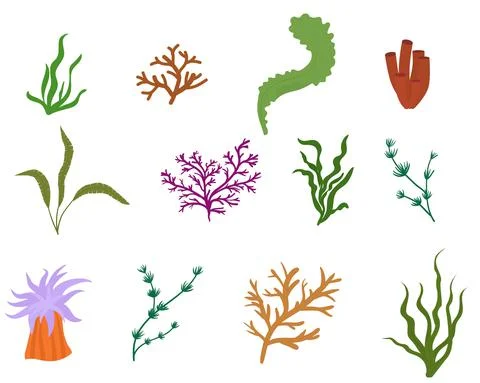 Set of flat algae seaweeds isolated on white Illustrazione stock