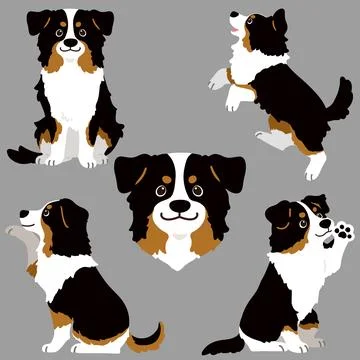 Set of flat colored Black Tri Australian Shepherd illustrations Stock Illustration