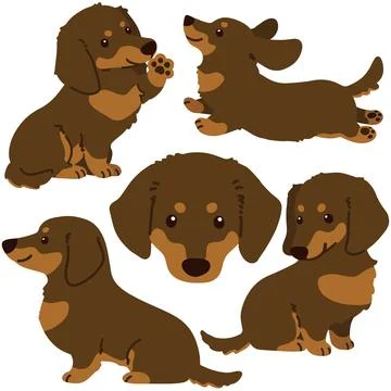 Set of flat colored Dachshund illustrations chocolate &amp; tan color Stock Illustration