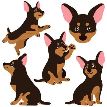 Set of flat colored Miniature Pinscher illustrations Stock Illustration