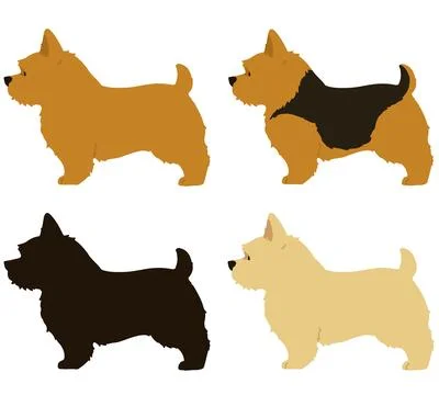 Set of flat colored Norwich Terrier in side view Stock Illustration