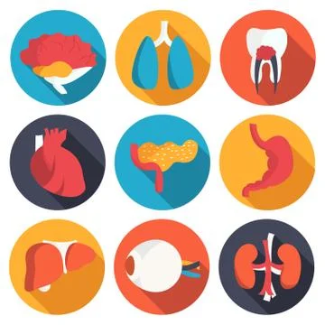 Set flat human organs icons illustration concept. Vector backgro Stock Illustration