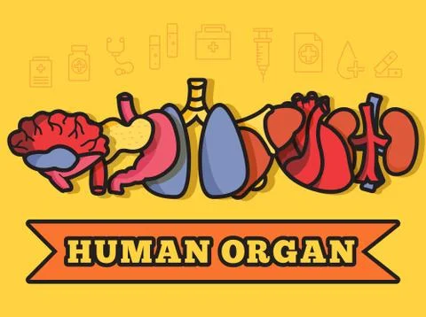Set flat human organs icons illustration concept. Vector backgro Stock Illustration