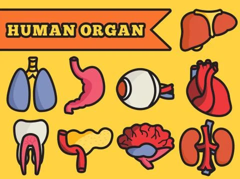 Set flat human organs icons illustration concept. Vector backgro Stock Illustration