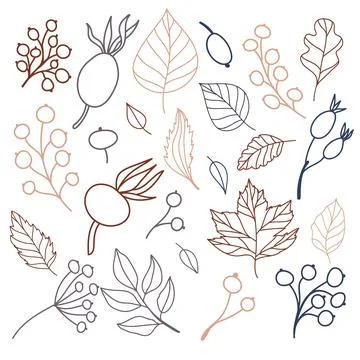 Set of flat isolated illustration of leaves and berries in cozy autumn colors Stock Illustration