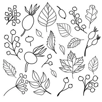 Set of flat isolated illustration of leaves and berries in cozy autumn colors Illustrazione stock