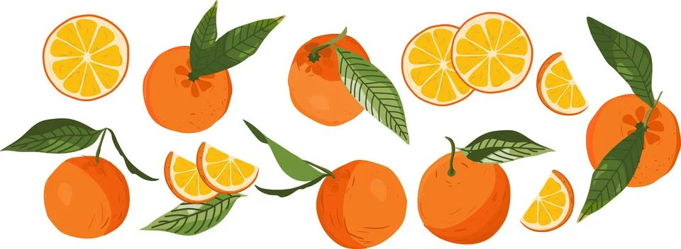 A set of flat vector illustrations featuring whole oranges in various positi Stock Illustration