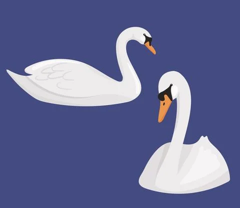 Set of floating white swans isolated. Vector cartoon illustration of river birds Stock Illustration