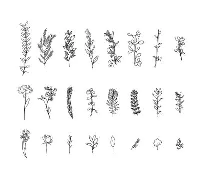 Set of flora branches. Hand drawn vector Vintage floral. Sketch ink illustrat Stock-Illustration