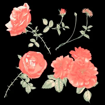 Set of floral design elements. Stock Illustration