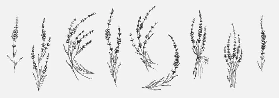 Set of floral elements for design - lavender, lavandula branch. Sketch element Stockillustratie