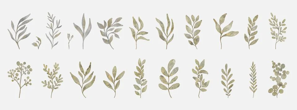 Set of floral elements. Flower and green leaves. Wedding concept, flowers. Fl Stock Illustration