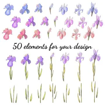 Set with floral romantic elements. Irises. For design gift boxes, announcemen Stock Illustration