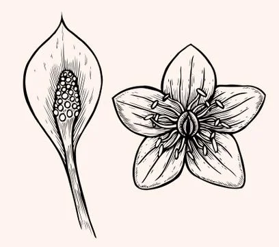 Set of flower Stock Illustration