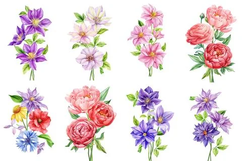 Set Flower isolated white background, watercolor illustration botanical painting Stock Illustration