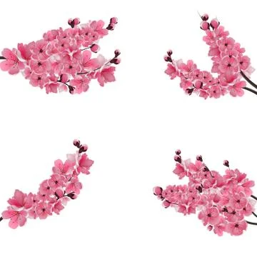 Set of flowering branches with a pink cherry. Buds. Sakura. Isolated on whi.. Stock Illustration