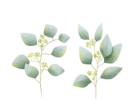 Set of flowering eucalyptus branches. Hand drawn watercolor illustration Stock Illustration