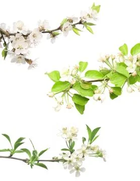 Set of flowering plant Stock Illustration