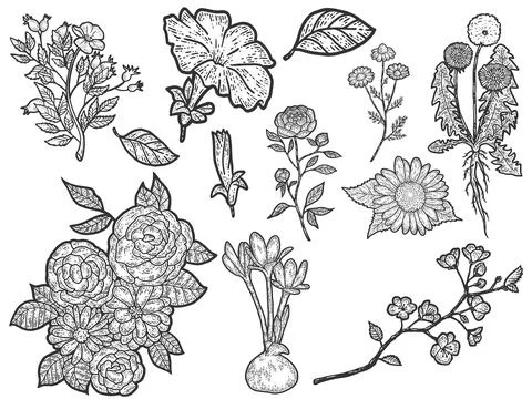 Set of flowering plants. Sketch scratch board imitation. Black and white. Stock Illustration
