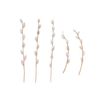 Set of flowering willow branches isolated on white background. Stock Illustration