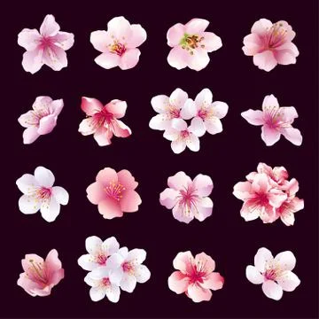 Set of flowers of cherry tree isolated Stock Illustration