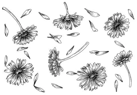 Set of flowers element 스톡 일러스트