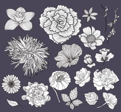 Set of flowers. floral elements. Stock Illustration