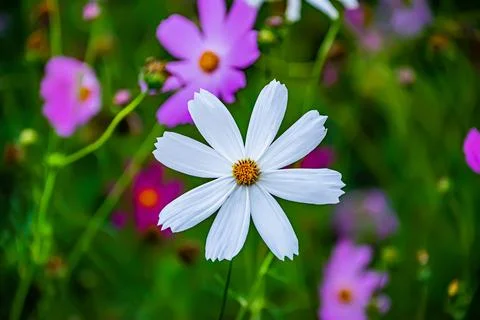 A set of flowers in a flower bed, multi-colored small flowers in a flower bed Stock Photos