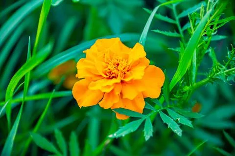 A set of flowers in a flower bed, multi-colored small flowers in a flower bed Stock Photos
