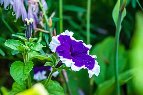 A set of flowers in a flower bed, multi-colored small flowers in a flower bed Stock Photos