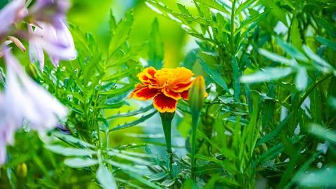 A set of flowers in a flower bed, multi-colored small flowers in a flower bed Stock Photos