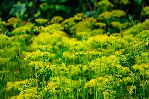 A set of flowers in a flower bed, multi-colored small flowers in a flower bed Stock Photos