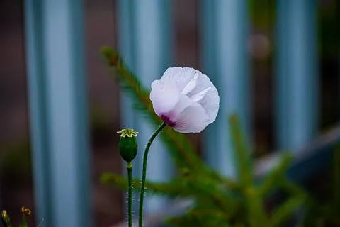 A set of flowers in a flower bed, multi-colored small flowers in a flower bed Stock Photos