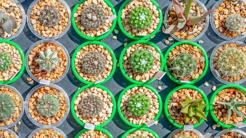 A set of flowers in a flower bed, multi-colored small cacti in pots in the ya Stock Photos