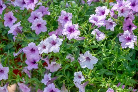 A set of flowers in a flower bed, multi-colored small flowers in a flower bed Stock Photos